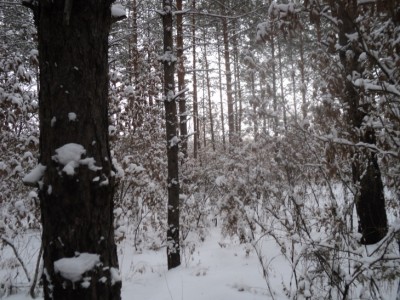 В зимнем лесу.jpg
