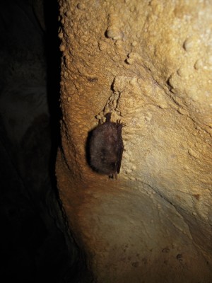 Исконный обитатель пещер летучая мышь.jpg
